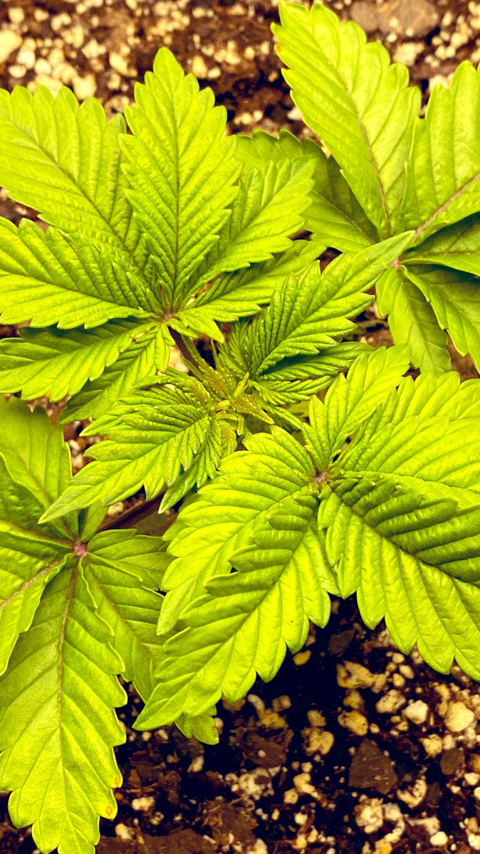 EmeraldZoo's tweet photo. Huckleberry
#SF4000 light 18/6
650 µmol
77° F
40% RH
6.49-6.51 H20 PH
Full air currents
Starting to come around to the #EZWay of cultivation. The seedlings should start to thrive pretty quickly now. @spiderfarmerled supplying the light. https://t.co/FtvPGGaY3l