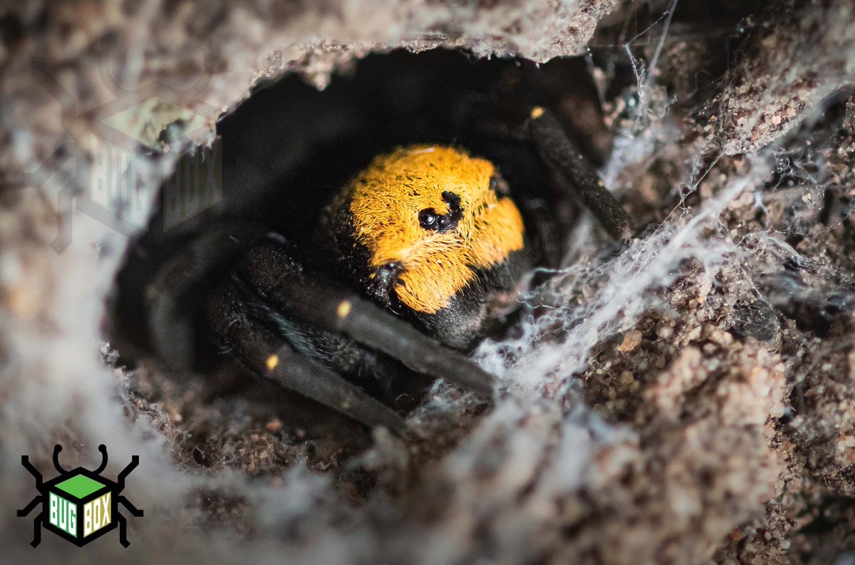 Bugboxuk's tweet image. Hello everyone! 😁 We hope you all had a lovely #Christmas and a #happynewyear! 

The team at #BugBoxUK are back in the office from today onwards and we will be sorting out all your orders for you.

In the mean time have a browse on our online store: 
bugboxuk.co.uk/online-store