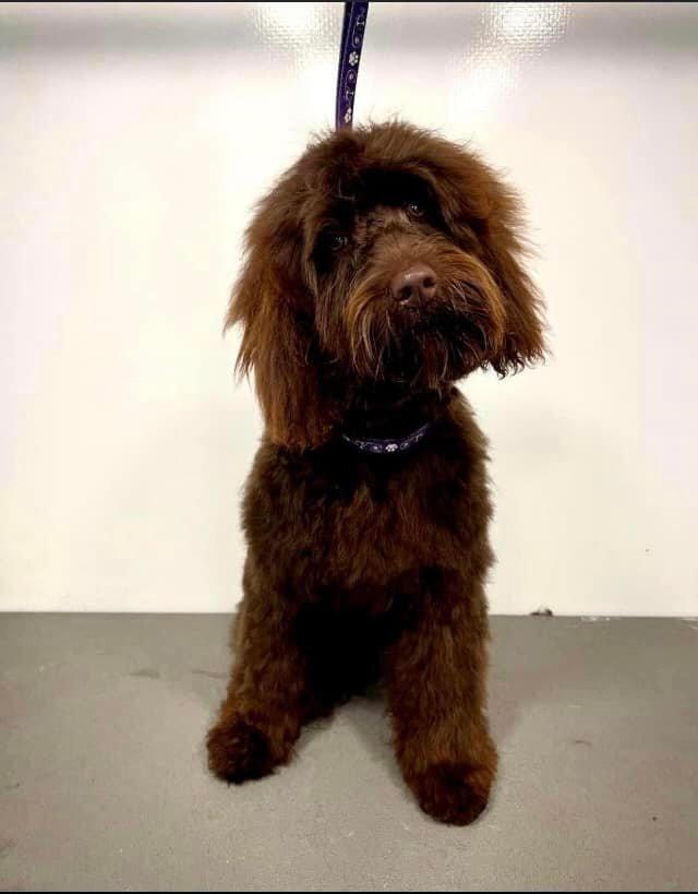 Bournemouthecho's tweet photo. It's the news we've all been hoping for! Paddington is home https://t.co/JVdGyobDma https://t.co/ZBeJcxVSfL