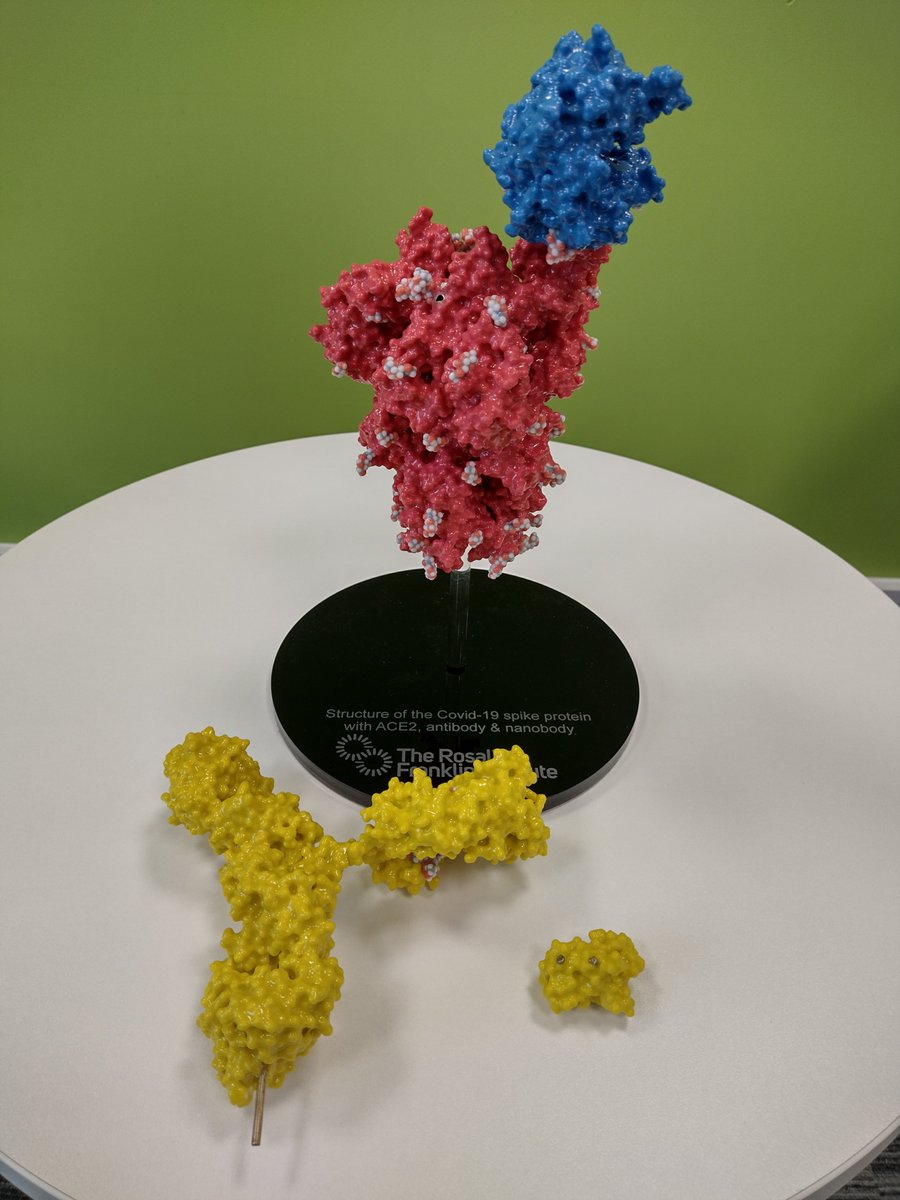 Back into work @RosFrankInst today, and found this little beauty! Its the one used in the @Ri_Science #XmasLectures and its a wonderful model of the Covid-19 spike protein (red) with Ace2 (blue) and antibody and nanobody in yellow (shown in the second picture)