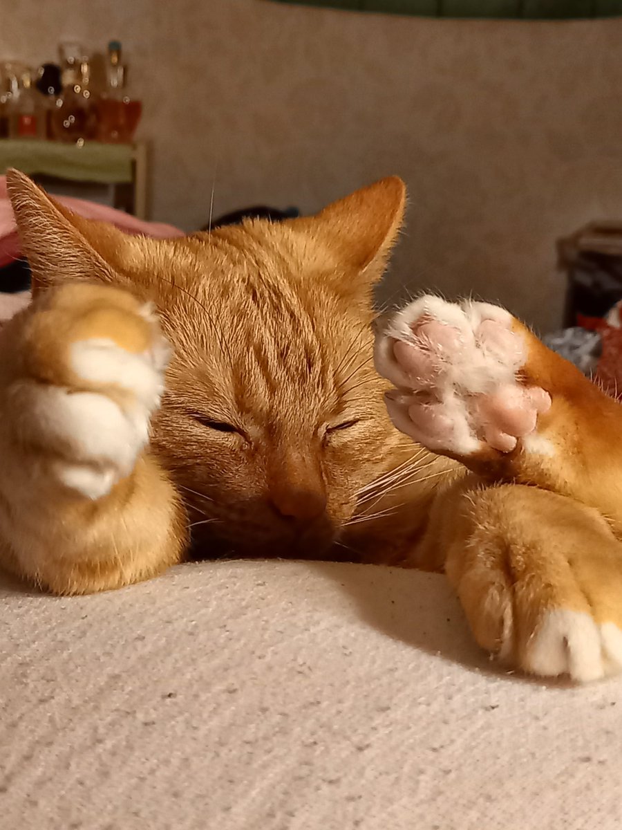 the CatGang 🇸🇪🌈Klumpen 🌈Ricco 🌹🌈🐈‍⬛🐕 tweet media