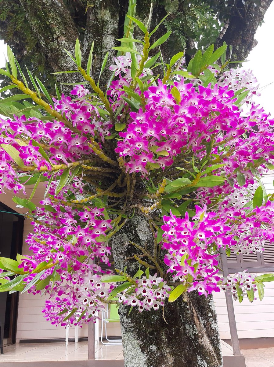 araci m. ludwig tweet media