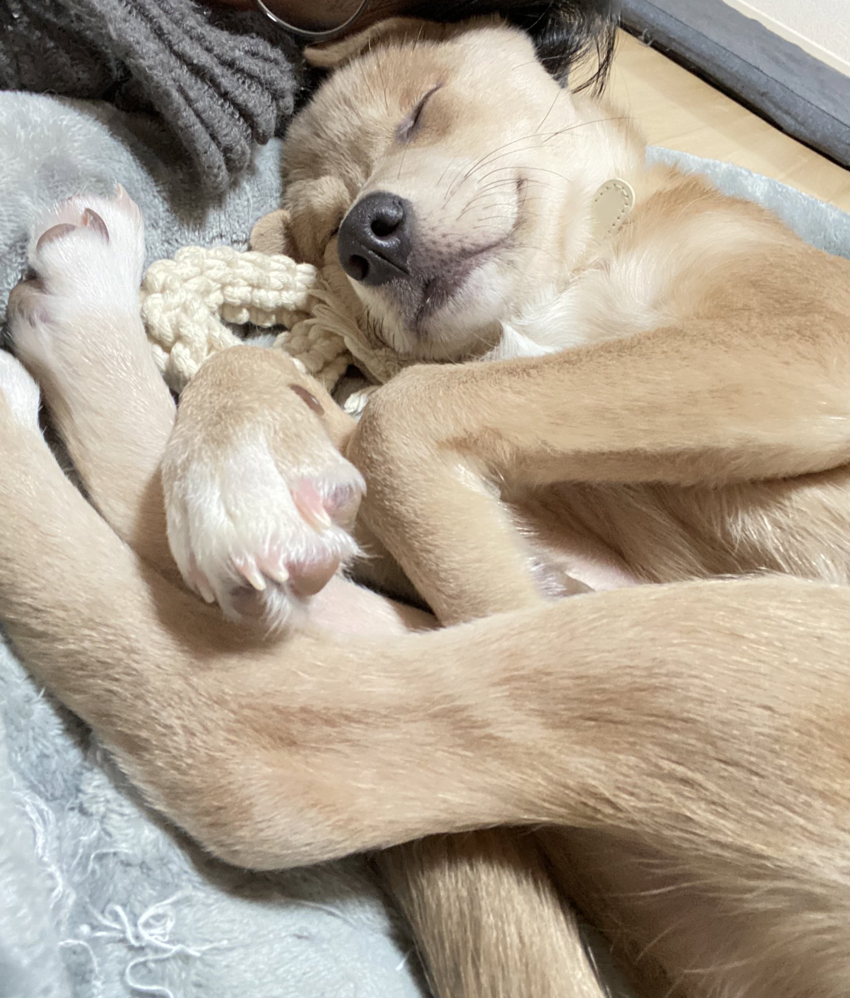 あさぎ 寝相変えた時に香ばしい匂いする犬最高すぎる T Co R3foruvr7g Twitter