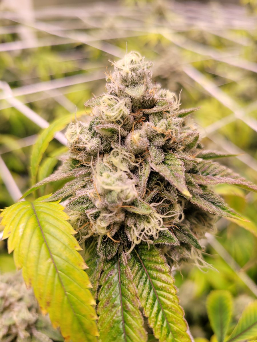 thc457 tweet picture