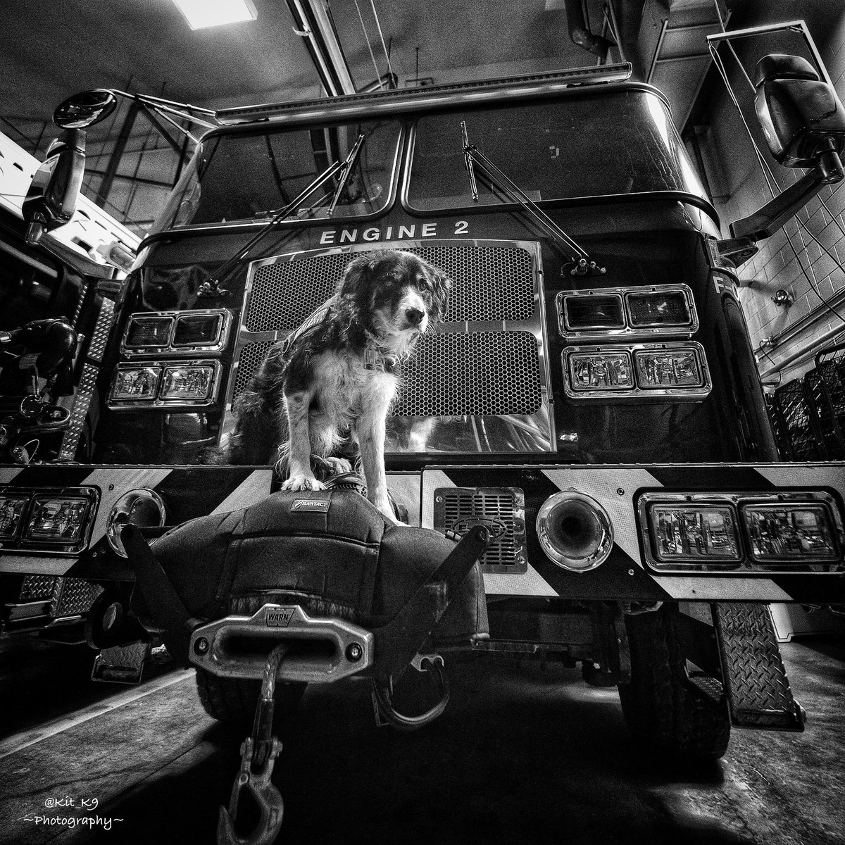 YOU CAN’T KEEP A GOOD DOG DOWN…
…off the fire truck! 
#Baillie🐾 #BouncyDog #FireDog #DogsOnShift #DogsOfTwitter #BorderCollie #WorkingDog #SearchDog #DisasterResponse #CanineAgility #K9 #Explosion #Hurricane #Tornado #StructuralCollapse