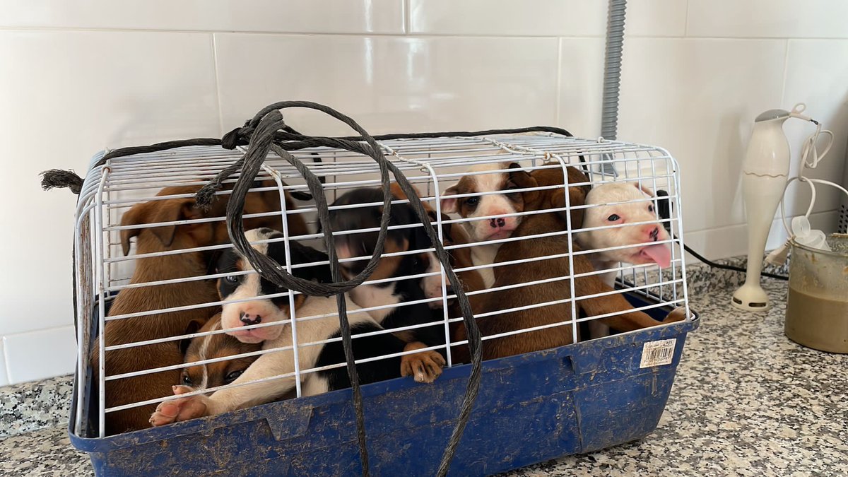protemalaga's tweet photo. URGENTE‼️
Necesitamos casas de acogida

Camada Simpson🐶
Necesitamos acogida urgente para estos 10 bebes de 2 meses que han sido abandonados esta mañana! 
Nosotros cubrimos todos los gastos, solo tienes que poner tu hogar❤️
Si puedes acoger escribe a: acogida@protectoramalaga.com https://t.co/6NuwS7tUBi