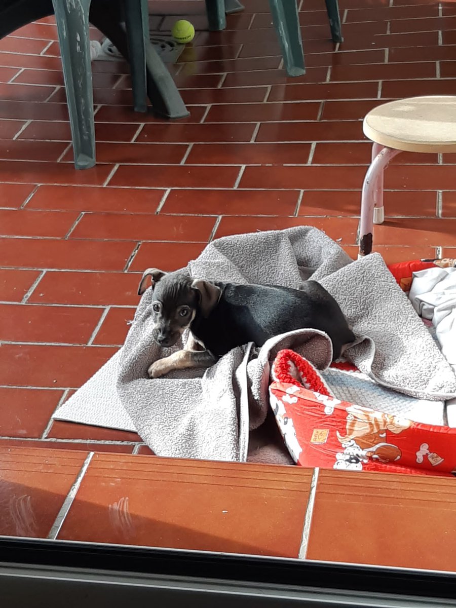 Por favor tenemos horas es urgentísimo o irá a la perrera SOS SOS SOS SOS SOS SOS SOS