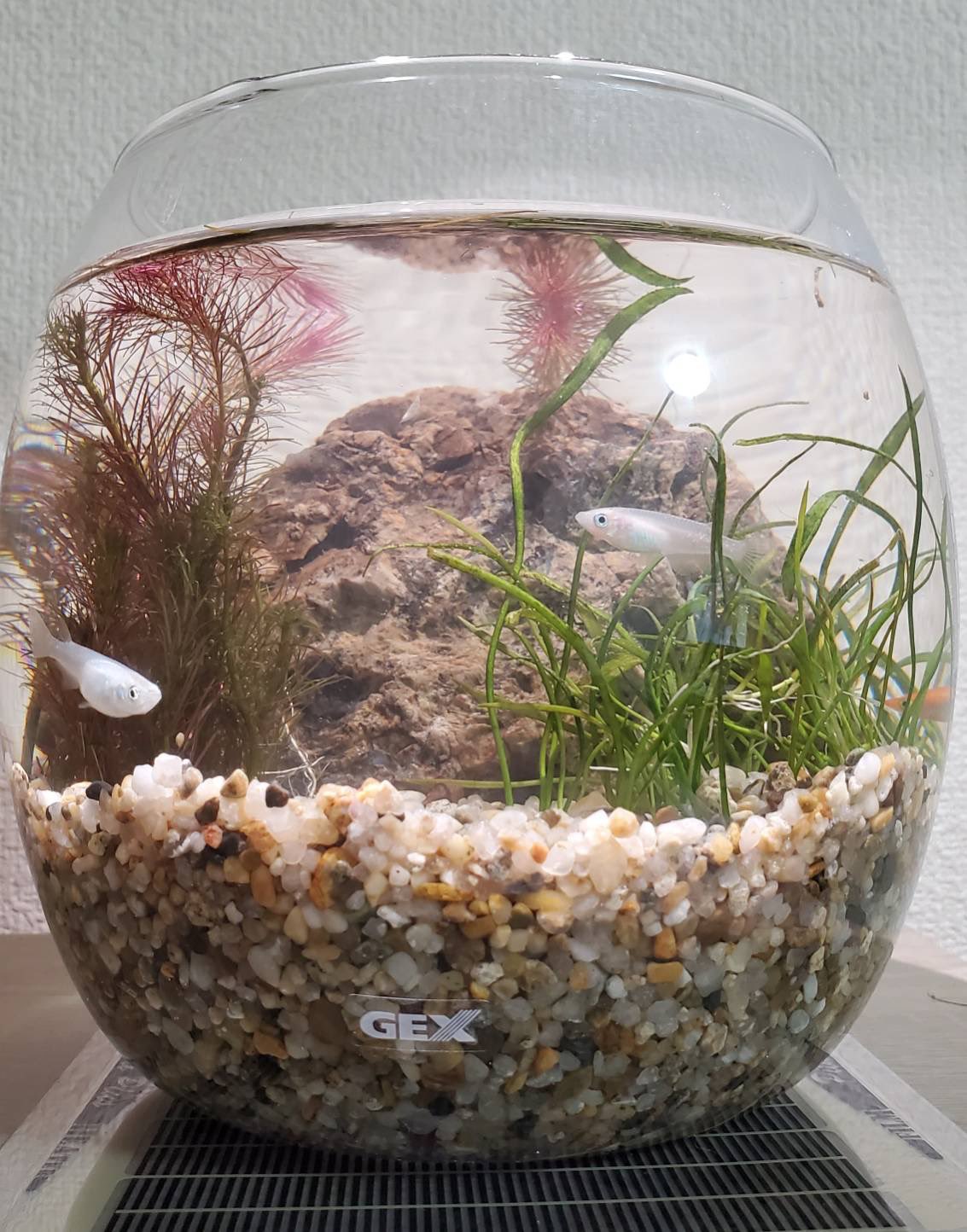 競馬bar また作ってしまった メダカ めだか ビオトープ メダカの赤ちゃん 白メダカ メダカ水槽 メダカ鉢 水草 繁殖 魚 ベランダビオトープ ヒメダカ ボトルアクアリウム ビオトープ初心者 めだか水槽 黒メダカ 飼育 溶岩石 T