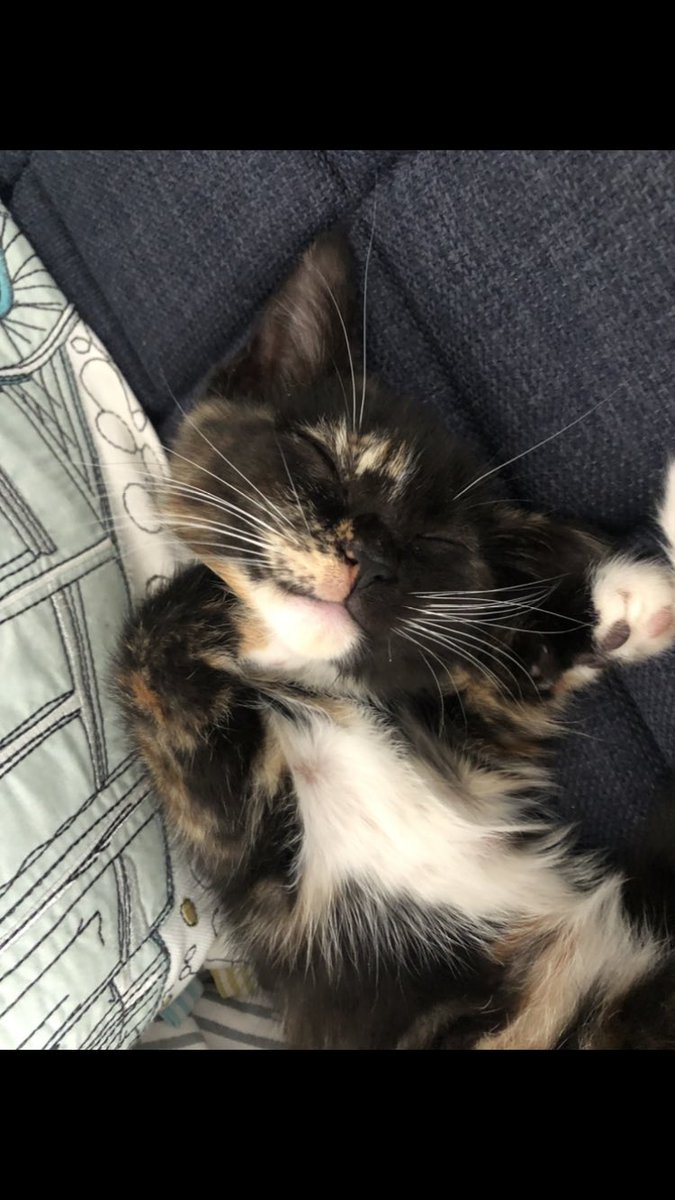 Cute patoot #cutie #cuties #CutiePie #cutepatoot #Nuggets #CuteKitten #TuesdayFeeling #cozy #kittens