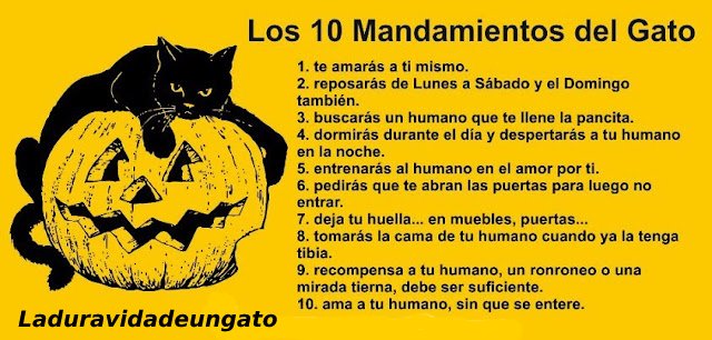 duravida_ungato's tweet photo. Ya veis que soy un gatito muy cariñoso, adorable y muy responsable.
¿Algún humano para ser mi esclavo? https://t.co/inpBCY7YoB