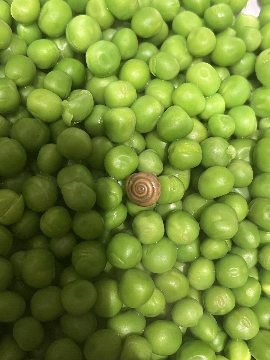 NatalieAxX's tweet photo. First @BirdsEyeUK froze them, and now I have to live with the guilt that I accidentally boiled them. RIP to this snail https://t.co/2VUGZEd2ZL