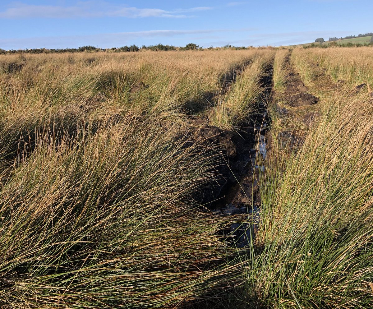 Save Kerry tweet media