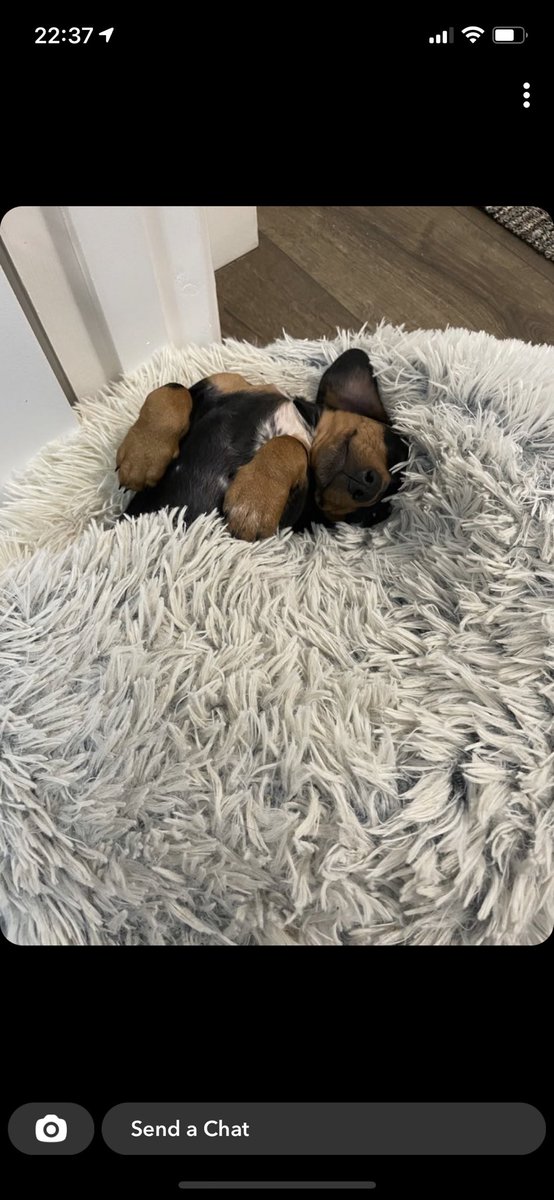 ReahMagee1's tweet photo. Is it Saturday yet? 
https://t.co/0oKVbJYp5q
#Dachshund https://t.co/mthz0vxKx4