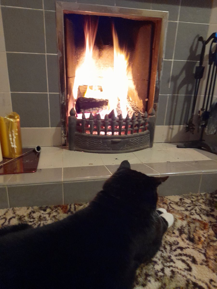 TeresaMCoombes's tweet photo. Mummmmmmm the fire needs more logs it's going out #firemonitor #catpatrol https://t.co/Ml67iRwrce