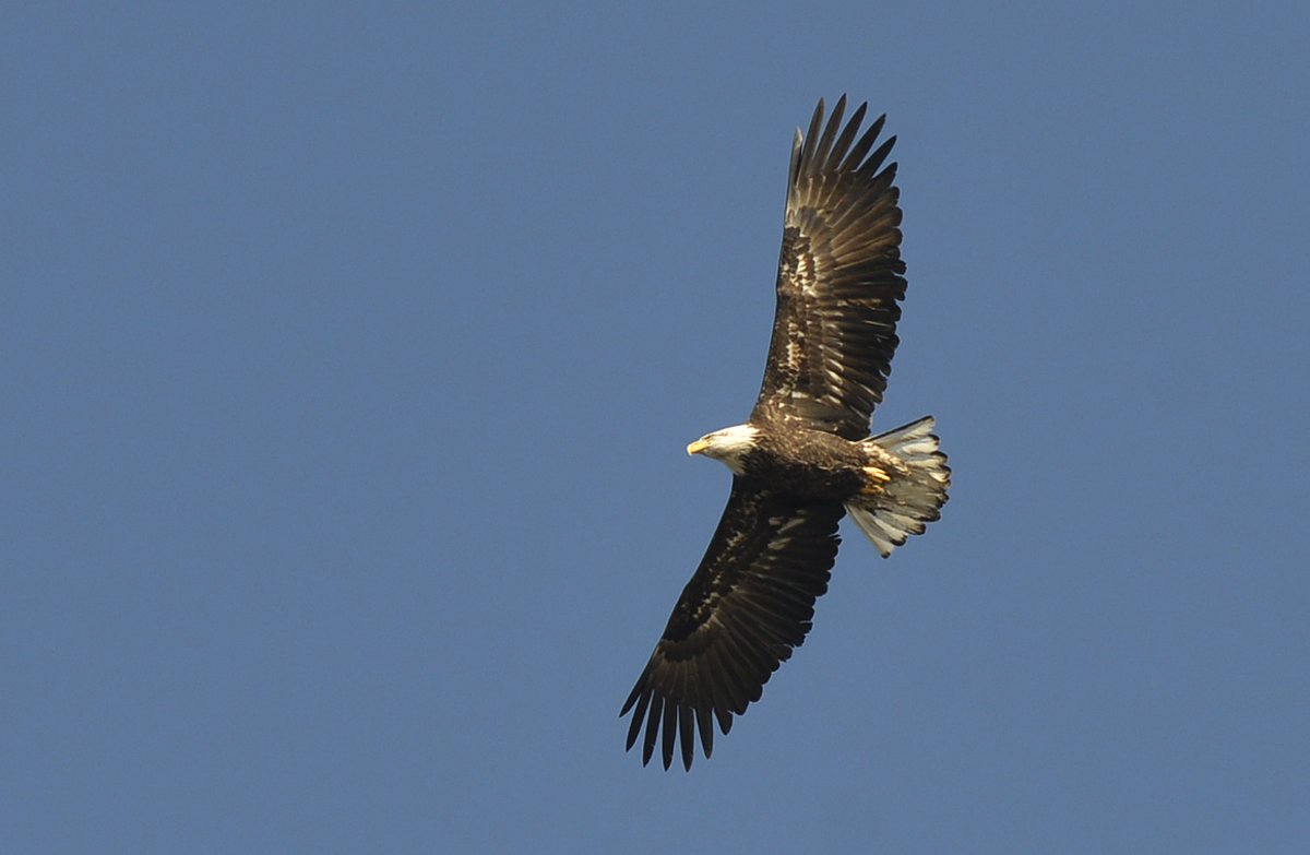 cctphotographer's tweet image. Today is my lucky day! While chasing the high tide, I spotted this bald eagle flying over #Eastham. @capecodtimes #baldeagle