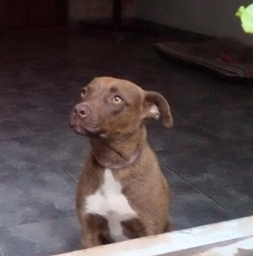 AGiannantonio_'s tweet photo. HOLA! Somos un grupo de perritos y perritas en busca de un hogar definitivo y mucho amor❤️🐶 (Córdoba Arg). Nos presentamos en este hilo y necesitamos su AYUDA para hacer VIRAL este twit para llegar a humanos que nos quieran ADOPTAR🙏🏽 https://t.co/hX2KWxMpR9