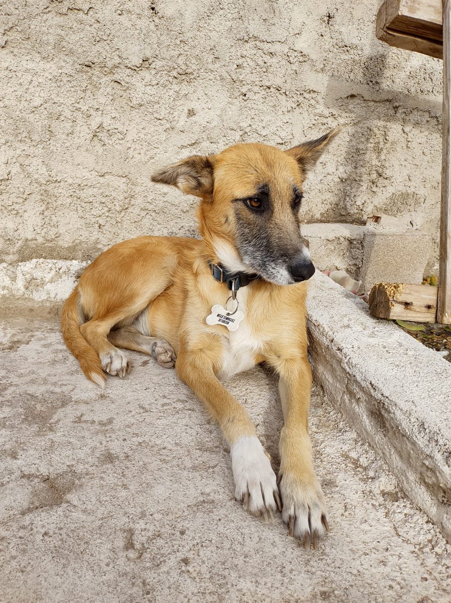 AGiannantonio_'s tweet photo. HOLA! Somos un grupo de perritos y perritas en busca de un hogar definitivo y mucho amor❤️🐶 (Córdoba Arg). Nos presentamos en este hilo y necesitamos su AYUDA para hacer VIRAL este twit para llegar a humanos que nos quieran ADOPTAR🙏🏽 https://t.co/hX2KWxMpR9