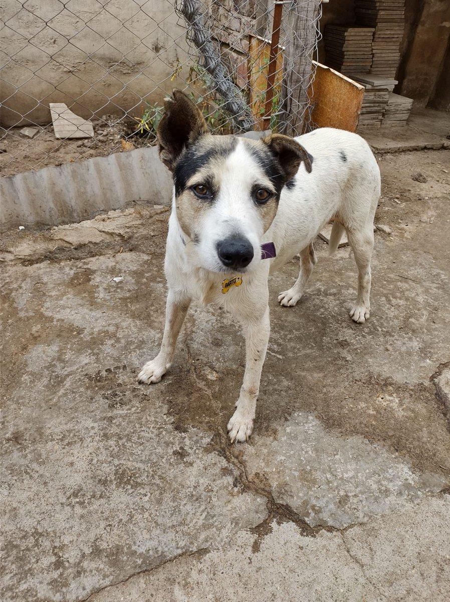 AGiannantonio_'s tweet photo. HOLA! Somos un grupo de perritos y perritas en busca de un hogar definitivo y mucho amor❤️🐶 (Córdoba Arg). Nos presentamos en este hilo y necesitamos su AYUDA para hacer VIRAL este twit para llegar a humanos que nos quieran ADOPTAR🙏🏽 https://t.co/hX2KWxMpR9