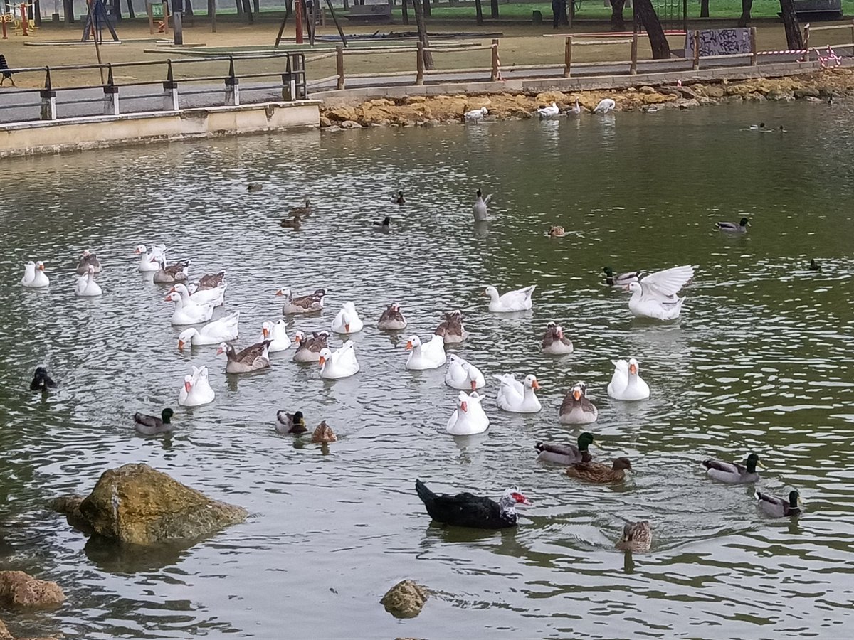 ERamirezFlores's tweet photo. Parque de Miraflores. #Sevilla https://t.co/XfMrA6vvIT