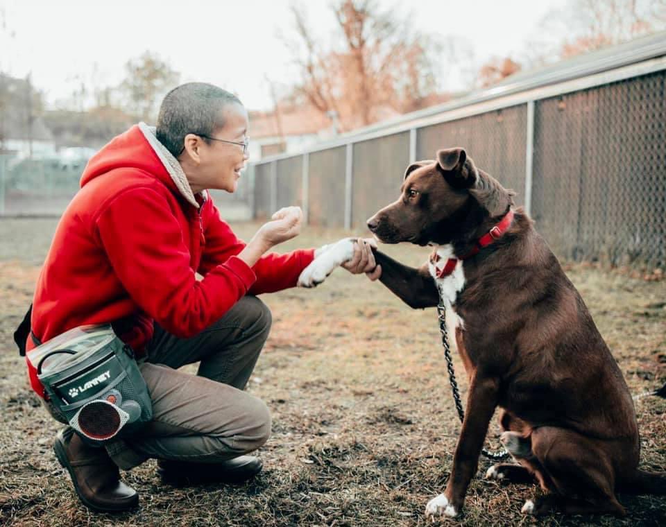Please give us a hand (or paw) in finding Zorro his furever home by liking &amp; sharing this post…❤️ Zorro is our longest resident at DAWS &amp; has been in the shelter for over 2 years. He's been working hard on training &amp; the time has come for him to find his happy ending. 🐾 #adopt