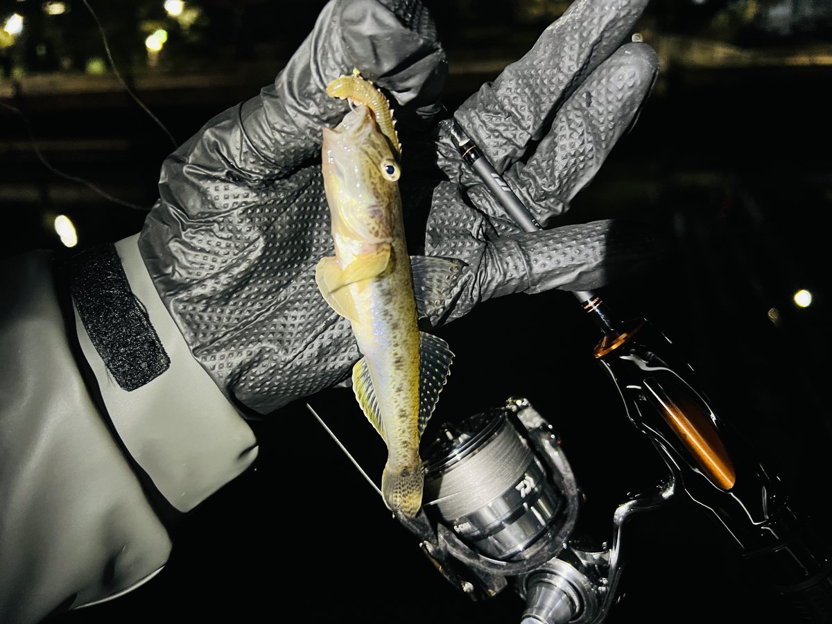 ハゼ Twitter Search Twitter