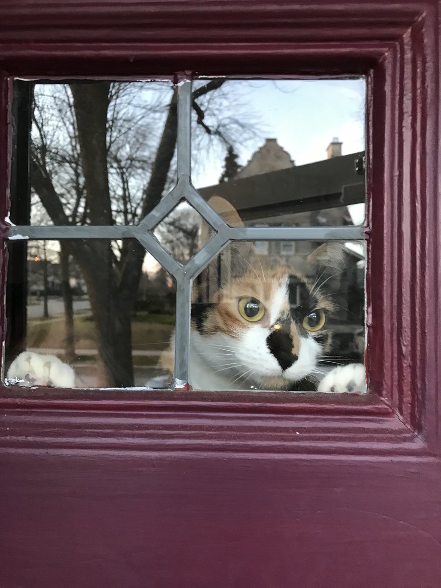 emjwitt's tweet photo. People who don’t like cats don’t know how to VIBE . https://t.co/vMy55AxwKI