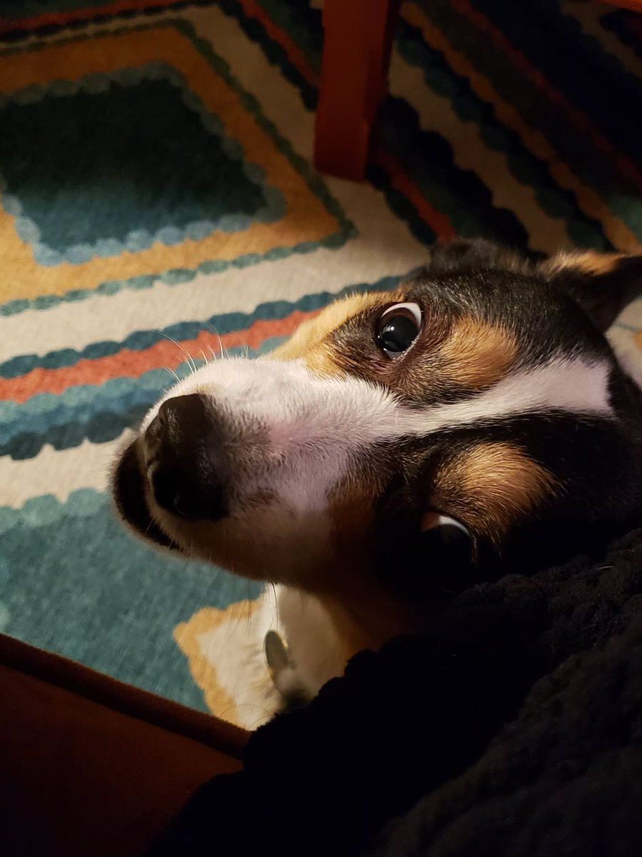 lucithecorgi's tweet image. Happy year. Be weird.