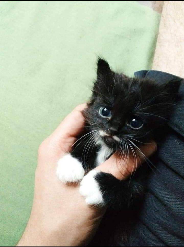 BichinhosFB's tweet photo. 🥺🤏 https://t.co/QhT6dJA9Bx