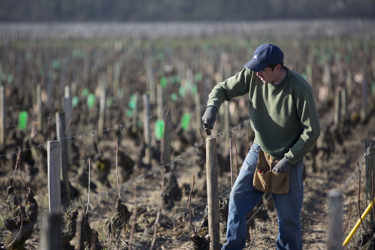 AmiotGuy's tweet photo. Back to hard work to maintain our vineyards and prepare #harvest2022! 🍇
#pruning #woodstick #vineyards #greatstaff #hardwork  #winemaker #winelife
#Burgundywine  #VinsdeBourgogne #2022harvest #pinotnoir #chardonnay #guyamiotetfils https://t.co/PnRPLE3IIE