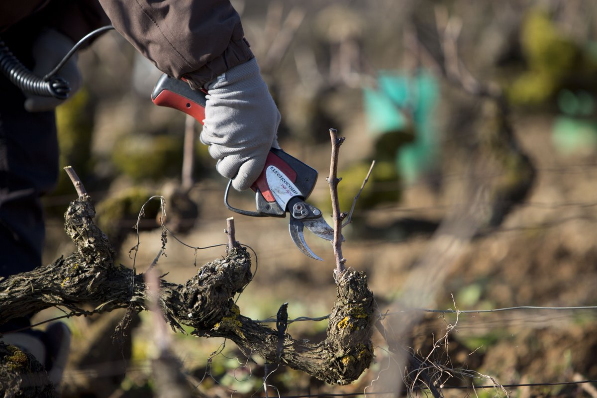 AmiotGuy's tweet photo. Back to hard work to maintain our vineyards and prepare #harvest2022! 🍇
#pruning #woodstick #vineyards #greatstaff #hardwork  #winemaker #winelife
#Burgundywine  #VinsdeBourgogne #2022harvest #pinotnoir #chardonnay #guyamiotetfils https://t.co/PnRPLE3IIE