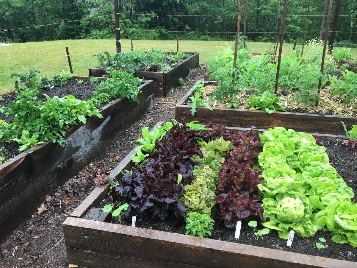 NikiJabbour's tweet photo. With the arrival of the new year I've been getting a lot of questions from those who want to start a veggie garden this spring. This is a great time to plan so I thought a thread that focused on the basics of growing food could be helpful. 1/ https://t.co/MydF4Avpc7