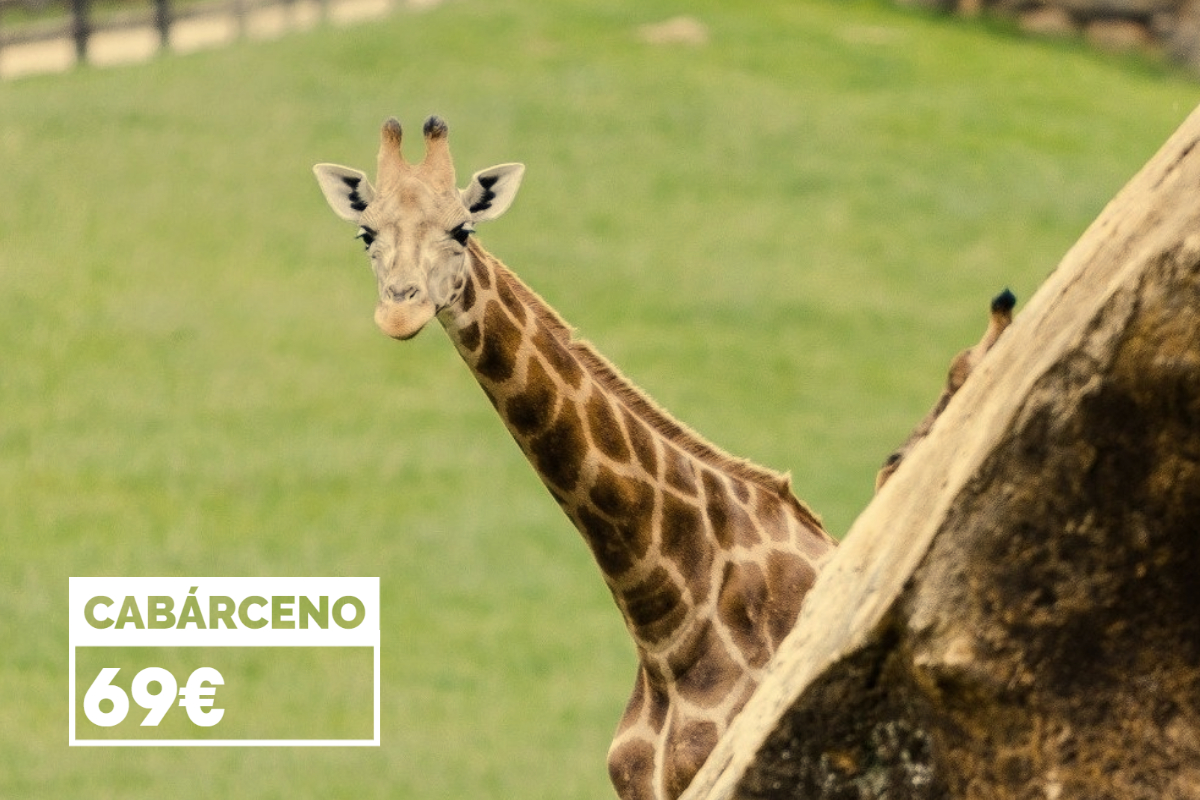 #Cabárceno, situado en #Cantabria sobre 750 Ha. de una antigua explotación minera, es el lugar perfecto para que los #animales que lo habitan se encuentren en un ambiente lo más natural posible. Descúbrelo con esta #oferta: 
bit.ly/3t5bJCq <a href="/cant_infinita/">Cantabria Infinita</a>  <a href="/PCabarceno/">Parque de Cabárceno</a>