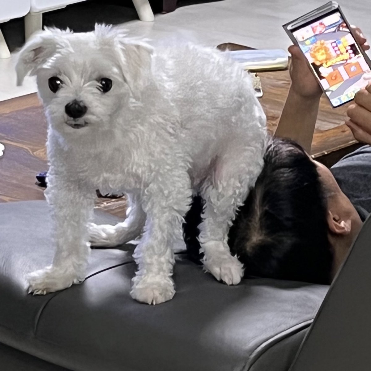 qoxnws's tweet photo. 아빠를 싼 것마냥 구는 우디 https://t.co/nZqueZ1T72