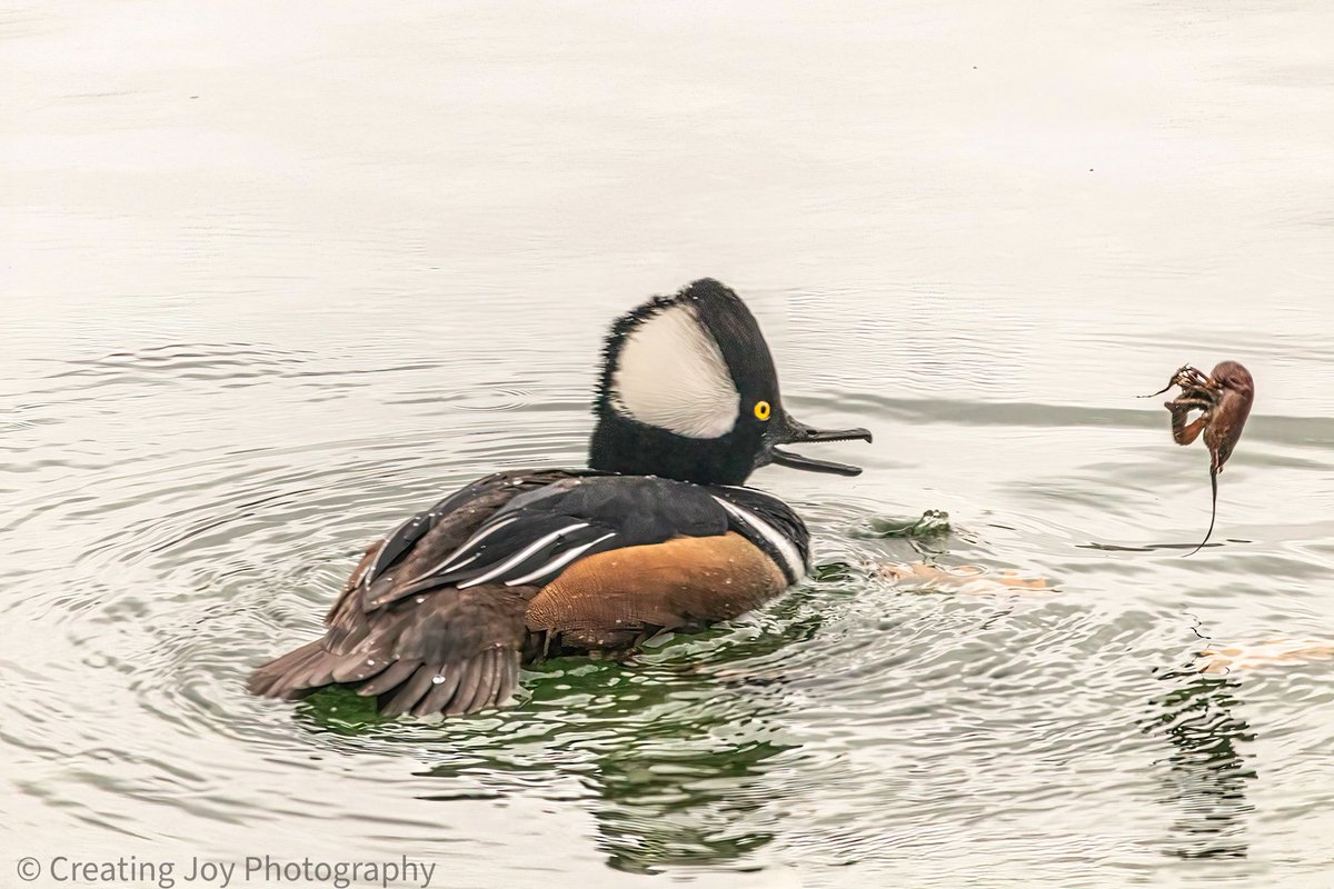 Hooded merganser playing with his dinner. He was thrashing this crayfish around and lost hold of it. He did end up with dinner moments later. #birdcpp #birdphotography #2022birding #hoodedmerganser #crayfishfordinner #birdsin2022 #ducks #duckphotography #centralparkreservoir