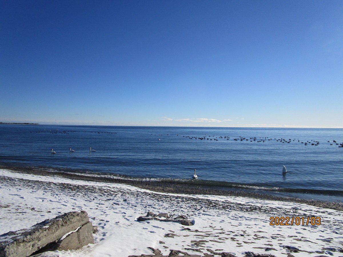 PickeringWater's tweet photo. Yesterday afternoon (Jan3/22) was a a great day for a Pickering waterfront walk at the foot of Liverpool Rd. The sky was clear blue and the air temp was about -8C and the windchill not too bad with a slight breeze. The resident Swans and Canada Geese were very active https://t.co/vg1ohGJUDn