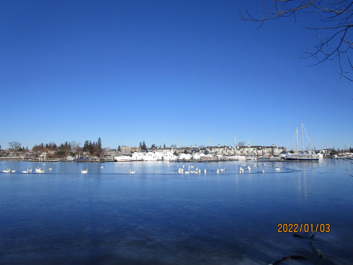 PickeringWater's tweet photo. Yesterday afternoon (Jan3/22) was a a great day for a Pickering waterfront walk at the foot of Liverpool Rd. The sky was clear blue and the air temp was about -8C and the windchill not too bad with a slight breeze. The resident Swans and Canada Geese were very active https://t.co/vg1ohGJUDn