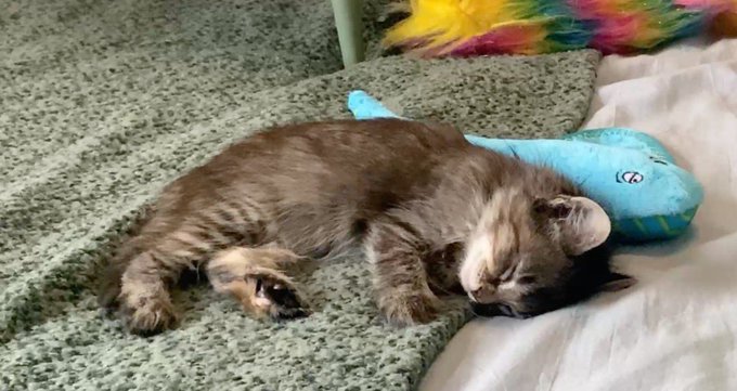 Saint Francis https://t.co/4XEMkXNOGd