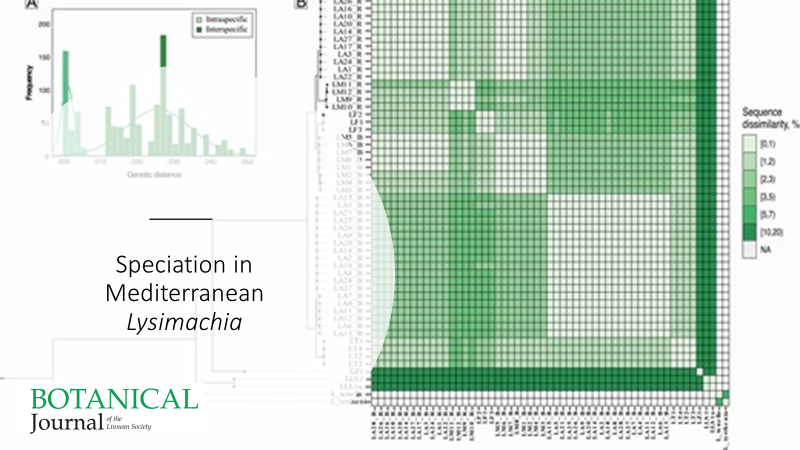 Speciation among red- and blue-flowered plants in #Mediterranean #Lysimachia (#Pimpernel; #Primulaceae) 
Jiménez-López, Viruel, Arista, Ortiz &amp; Talavera
doi.org/10.1093/botlin…