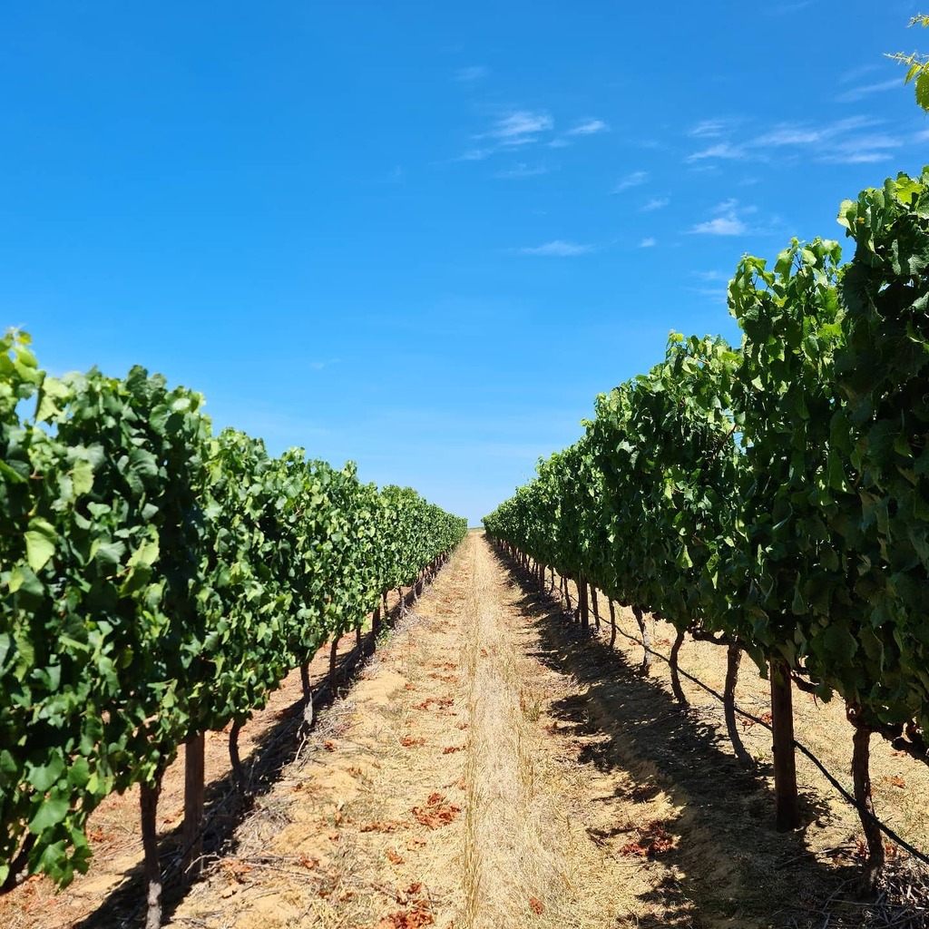 kleine_zalze's tweet photo. Our vineyards are looking spectacular - and we are really looking forward to #harvest2022!
We are experiencing some beautiful summer days, perfect for the vineyards, as well as for all the people still enjoying their holidays in the Winelands.
#summerv… https://t.co/lnKPpVXkRf https://t.co/ByjwQxcRXh