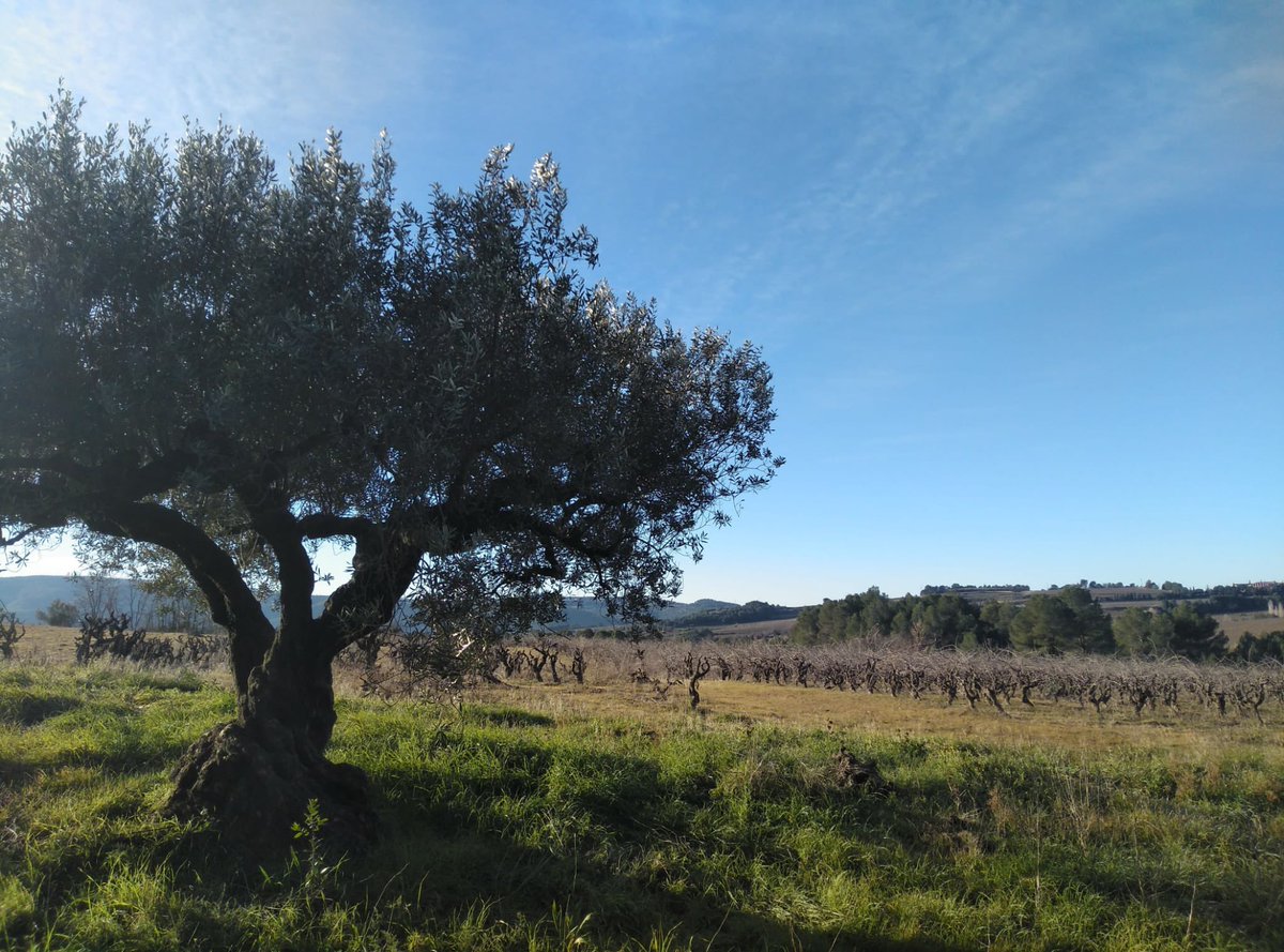 Aquesta finca de 3ha. és l’inici de l’història d’Orda Vins.
LA FERRERIA, està situada a Gelida. Molt aprop de Sant Llorenç d’Hortons.
2ha. estan plantades amb xarel.lo en vas de entre 60 i 90 anys. Els sòls són argilo-calcaris amb alt contigut de fòssils marins. Una preciositat!