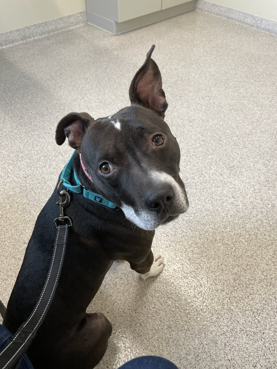 Foster Pet Outreach tweet media