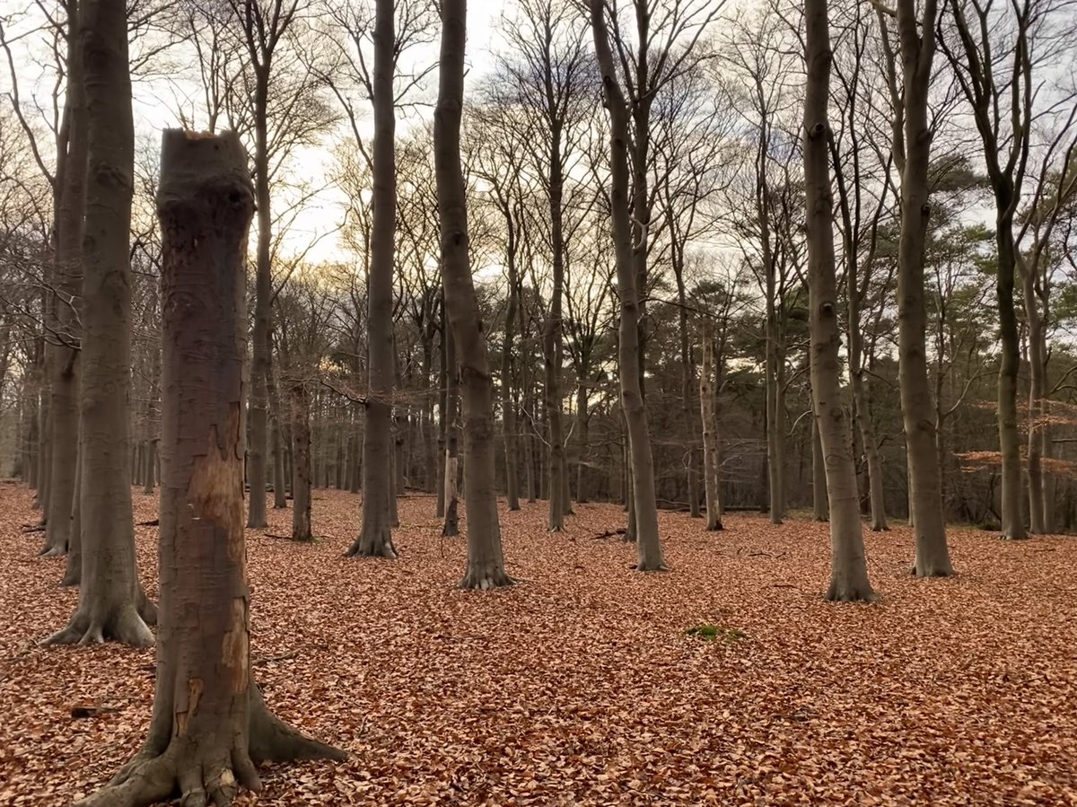 Lineke_DvP's tweet photo. #Geocaching bij #LandgoedEyckenstein. Apart gebied, aanrader #GC2FKJB https://t.co/0Y5yCbRO9B