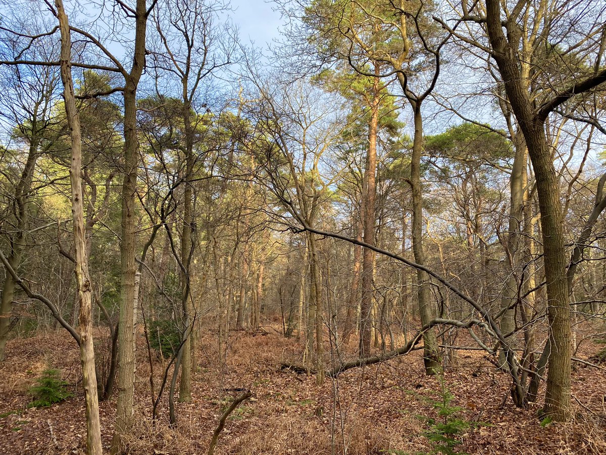 Lineke_DvP's tweet photo. #Geocaching bij #LandgoedEyckenstein. Apart gebied, aanrader #GC2FKJB https://t.co/0Y5yCbRO9B