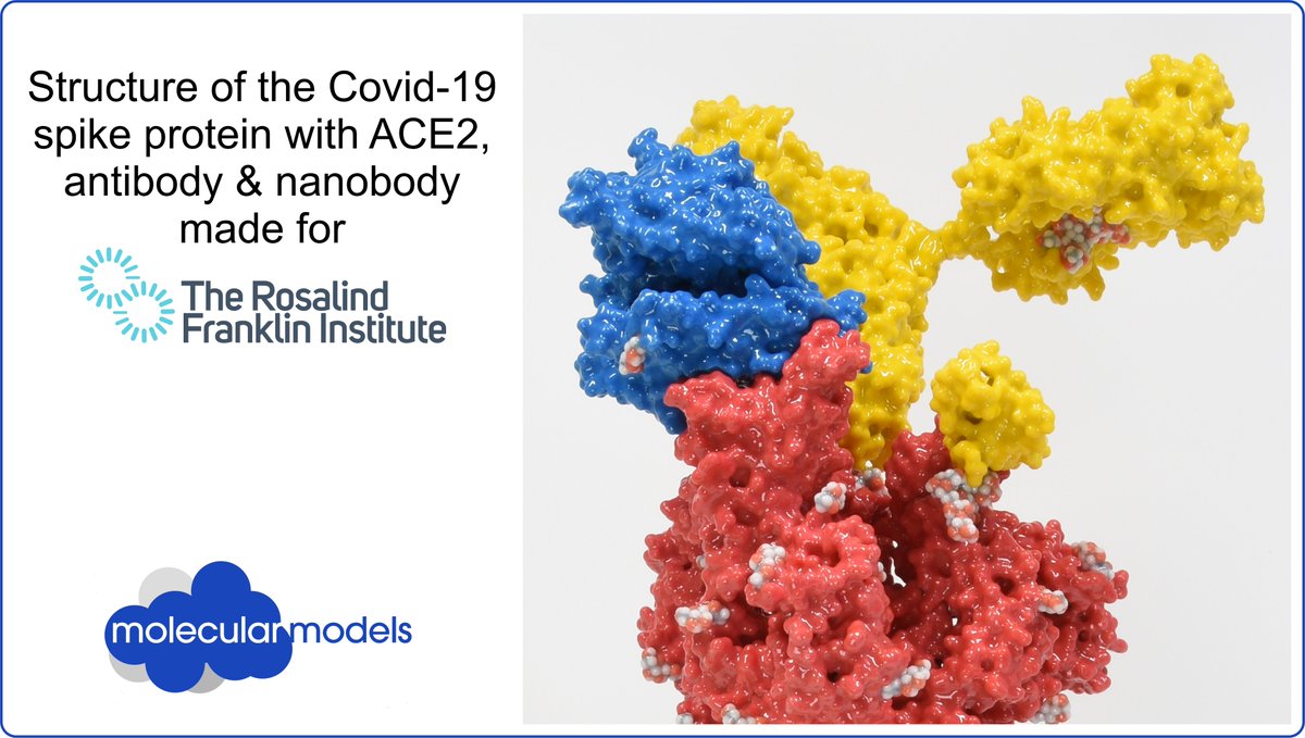 Great photo <a href="/basham_mark/">Mark Basham</a>! Lovely to see the model we made for <a href="/RosFrankInst/">Rosalind Franklin Institute</a> in its new home! We're very proud to have made some of the models used in the <a href="/Ri_Science/">Royal Institution (now on Bluesky)</a> Christmas lectures to #communicate the relationship between the Covid-19 spike protein, ACE2, antibody &amp; nanobody.