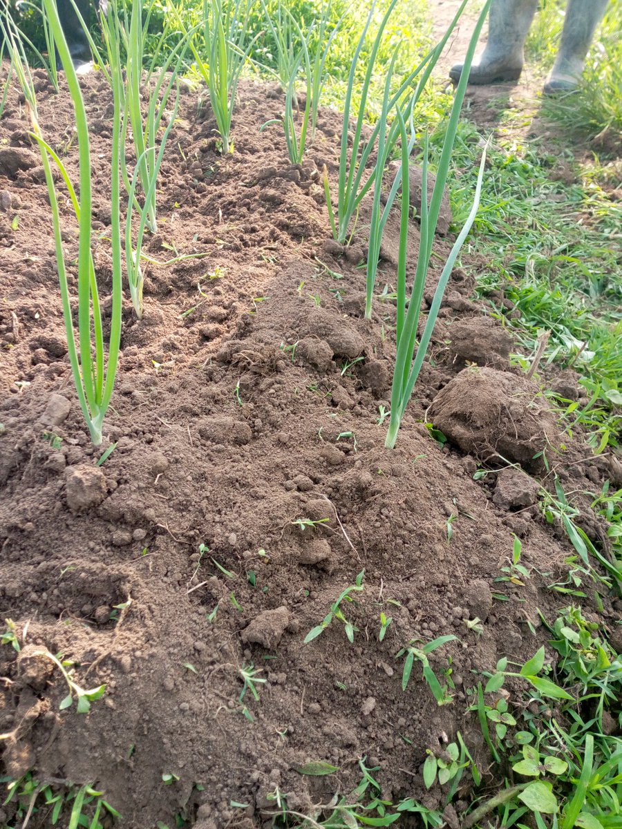 Farming is therapeutic❤. Visit a farm whenever your feeling low,it can take the pressure off social interactions.
