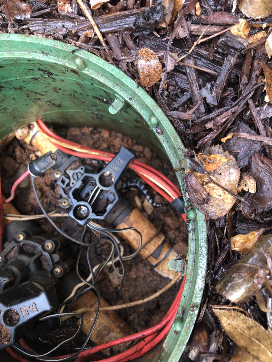A_man_66's tweet photo. Salamander hiding out. https://t.co/0Q52ss31YA