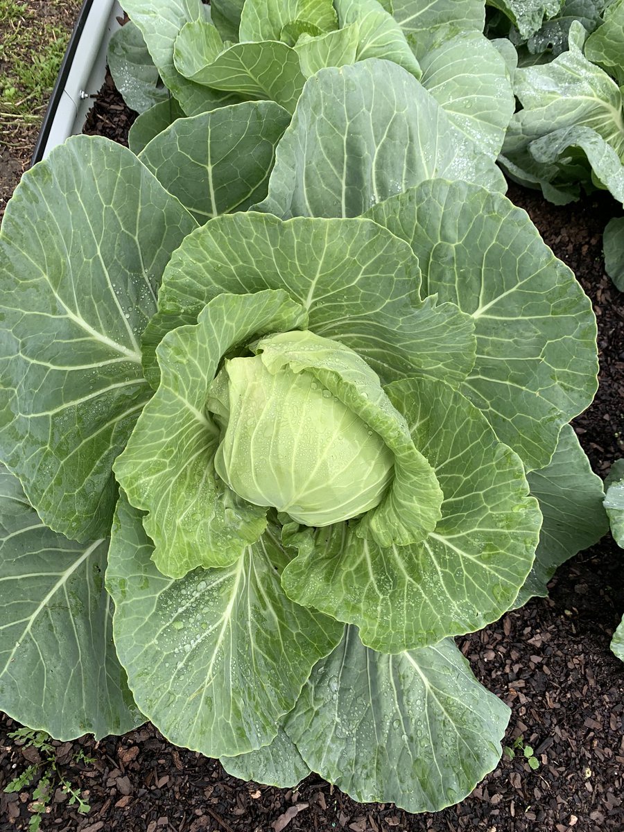 GardenMort's tweet photo. Coleslaw is in our future @MortElementary. #cabbage #SchoolGardens #outdoorlearning  #veggies #FloridaGardens https://t.co/u3MTFTbr1p