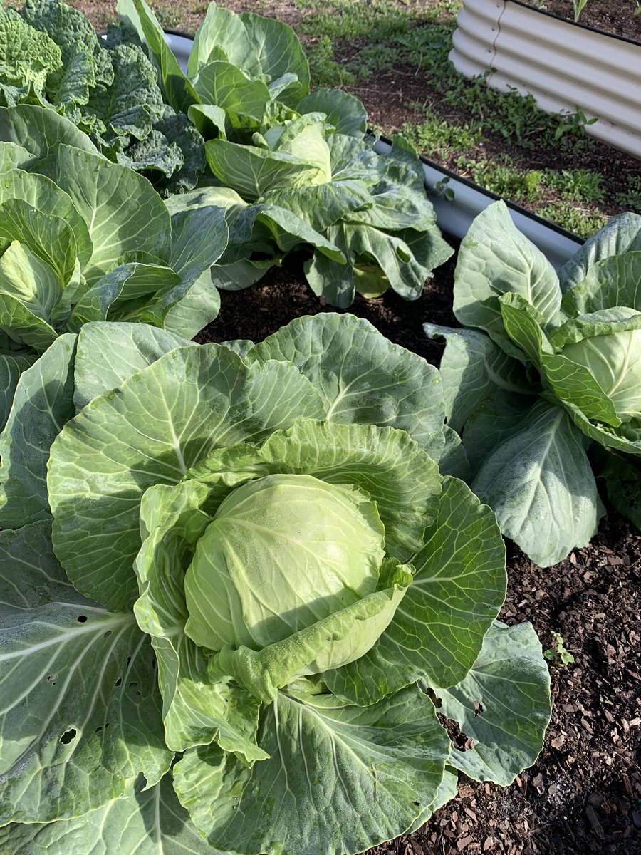 Coleslaw is in our future @MortElementary. #cabbage #SchoolGardens #outdoorlearning  #veggies #FloridaGardens