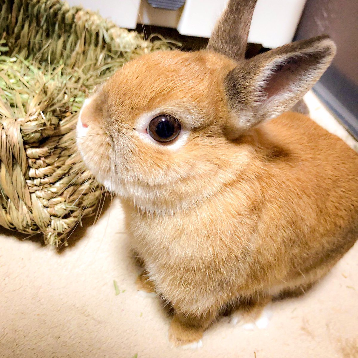 桜音🐰🌸杏🧸🍁 on X