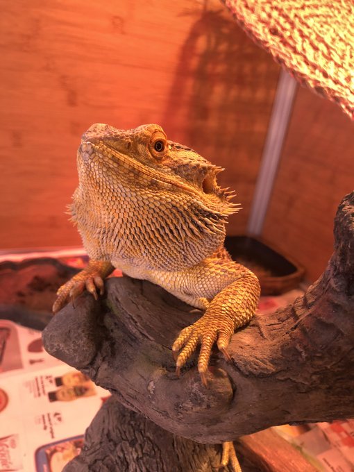 Good morning https://t.co/wGy5GivioA<a href="/tag/twitch"class="tags"><span>#twitch</span></a><a href="/tag/twitchstreamers"class="tags"><span>#twitchstreamers</span></a>